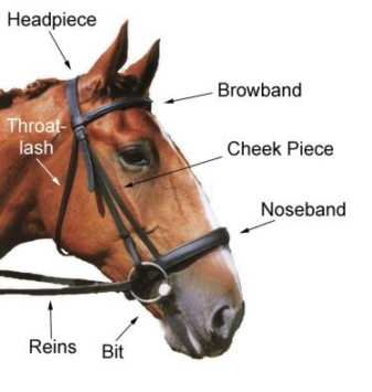 Parts of a Bridle
